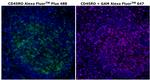 CD45RO Antibody in Immunohistochemistry (Paraffin) (IHC (P))