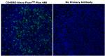 CD45RO Antibody in Immunohistochemistry (Paraffin) (IHC (P))