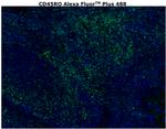 CD45RO Antibody in Immunohistochemistry (Paraffin) (IHC (P))