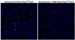 Granzyme B Antibody in Immunohistochemistry (Paraffin) (IHC (P))