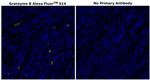 Granzyme B Antibody in Immunohistochemistry (Paraffin) (IHC (P))