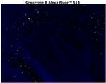 Granzyme B Antibody in Immunohistochemistry (Paraffin) (IHC (P))