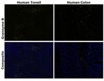 Granzyme B Antibody in Immunohistochemistry (Paraffin) (IHC (P))