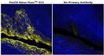 Pan Cytokeratin Antibody in Immunohistochemistry (Paraffin) (IHC (P))