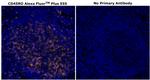 CD45RO Antibody in Immunohistochemistry (Paraffin) (IHC (P))