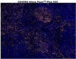 CD45RO Antibody in Immunohistochemistry (Paraffin) (IHC (P))