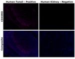 CD45RO Antibody in Immunohistochemistry (Paraffin) (IHC (P))