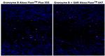 Granzyme B Antibody in Immunohistochemistry (Paraffin) (IHC (P))