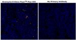 Granzyme B Antibody in Immunohistochemistry (Paraffin) (IHC (P))