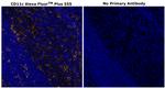 CD11c Antibody in Immunohistochemistry (Paraffin) (IHC (P))