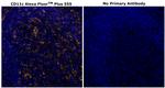 CD11c Antibody in Immunohistochemistry (Paraffin) (IHC (P))