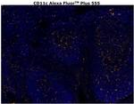 CD11c Antibody in Immunohistochemistry (Paraffin) (IHC (P))