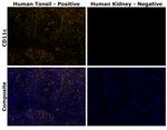 CD11c Antibody in Immunohistochemistry (Paraffin) (IHC (P))