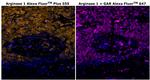 Arginase 1 Antibody in Immunohistochemistry (Paraffin) (IHC (P))