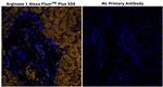 Arginase 1 Antibody in Immunohistochemistry (Paraffin) (IHC (P))