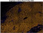 Arginase 1 Antibody in Immunohistochemistry (Paraffin) (IHC (P))