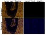 Arginase 1 Antibody in Immunohistochemistry (Paraffin) (IHC (P))