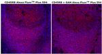 CD45RB Antibody in Immunohistochemistry (Paraffin) (IHC (P))