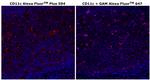 CD11c Antibody in Immunohistochemistry (Paraffin) (IHC (P))