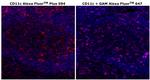 CD11c Antibody in Immunohistochemistry (Paraffin) (IHC (P))