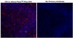 CD11c Antibody in Immunohistochemistry (Paraffin) (IHC (P))