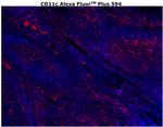 CD11c Antibody in Immunohistochemistry (Paraffin) (IHC (P))