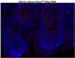 CD11c Antibody in Immunohistochemistry (Paraffin) (IHC (P))