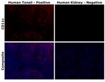 CD11c Antibody in Immunohistochemistry (Paraffin) (IHC (P))