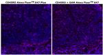 CD45RO Antibody in Immunohistochemistry (Paraffin) (IHC (P))