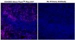 CD45RO Antibody in Immunohistochemistry (Paraffin) (IHC (P))