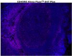 CD45RO Antibody in Immunohistochemistry (Paraffin) (IHC (P))