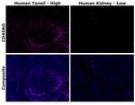 CD45RO Antibody in Immunohistochemistry (Paraffin) (IHC (P))