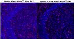 CD11c Antibody in Immunohistochemistry (Paraffin) (IHC (P))