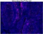 CD11c Antibody in Immunohistochemistry (Paraffin) (IHC (P))