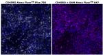 CD45RO Antibody in Immunohistochemistry (Paraffin) (IHC (P))