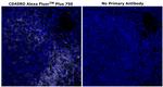 CD45RO Antibody in Immunohistochemistry (Paraffin) (IHC (P))