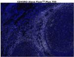 CD45RO Antibody in Immunohistochemistry (Paraffin) (IHC (P))