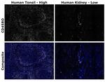 CD45RO Antibody in Immunohistochemistry (Paraffin) (IHC (P))