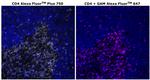 CD4 Antibody in Immunohistochemistry (Paraffin) (IHC (P))