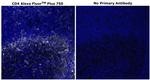 CD4 Antibody in Immunohistochemistry (Paraffin) (IHC (P))