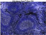 CD4 Antibody in Immunohistochemistry (Paraffin) (IHC (P))