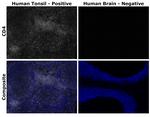 CD4 Antibody in Immunohistochemistry (Paraffin) (IHC (P))