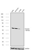 Vimentin Antibody