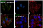 Vimentin Antibody