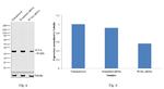 PCNA Antibody