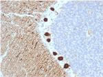 Carbonic Anhydrase VIII Antibody in Immunohistochemistry (Paraffin) (IHC (P))