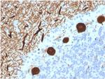 Carbonic Anhydrase VIII Antibody in Immunohistochemistry (Paraffin) (IHC (P))