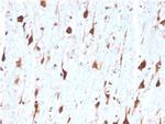 Carbonic Anhydrase VIII Antibody in Immunohistochemistry (Paraffin) (IHC (P))