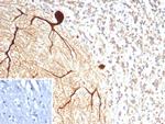 Carbonic Anhydrase VIII Antibody in Immunohistochemistry (Paraffin) (IHC (P))