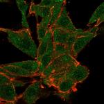 Nucleolar complex-associated protein 4-like protein (NOC4L) Antibody in Immunocytochemistry (ICC/IF)